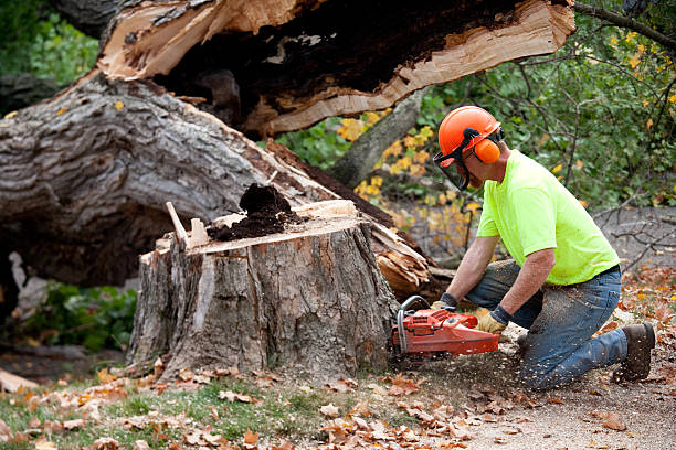 Professional Tree Services in Franklin, OH